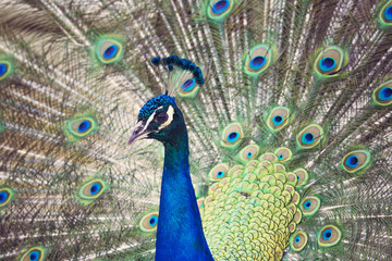 Naklejka premium Portrait of beautiful peacock with feathers out