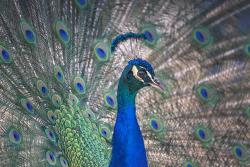 Portrait of beautiful peacock with feathers out