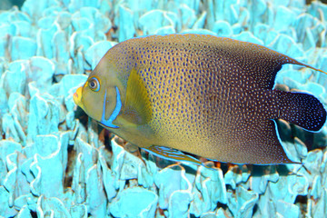 Koran angelfish Pomacanthus semicirculatus in Japan
