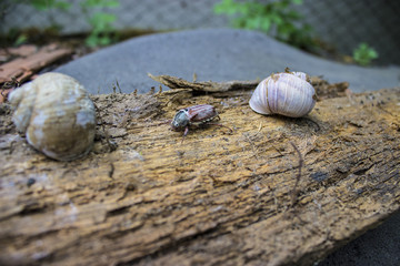 Cockchafer