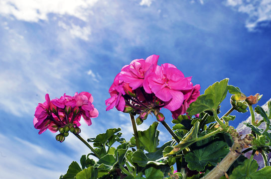 Detail geranium and sky with clouds
