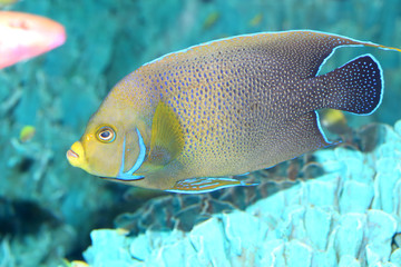 Koran angelfish Pomacanthus semicirculatus in Japan
