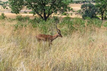 Naklejka na ściany i meble Impala (antelope), Pilanesberg national park. South Africa. 