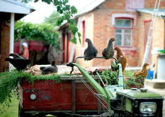 Fototapeta na wymiar poultry-yard