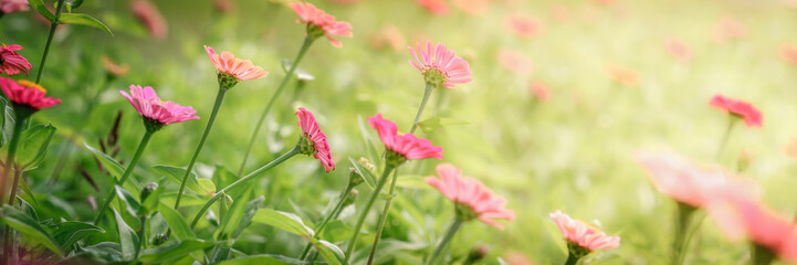 Blooming Zinnias