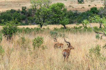 Impala (antelope), Pilanesberg national park. South Africa. 
