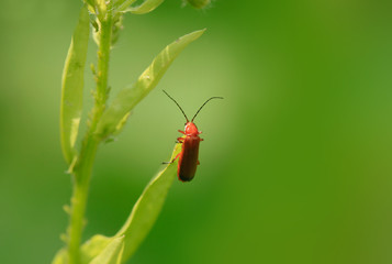 cute bug on green