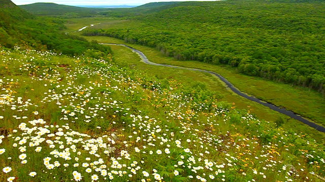Prairie flowers overlooking the Big Carp River Valley in Porcupine Mountains Wilderness State Park