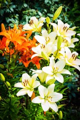 Orangene und weiße Lilien