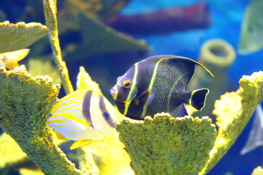 French angelfish Pomacanthus paru