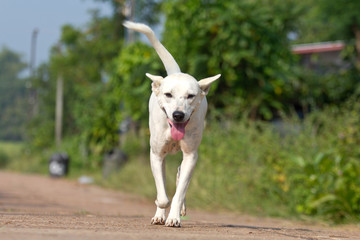 The dog running or walking on road