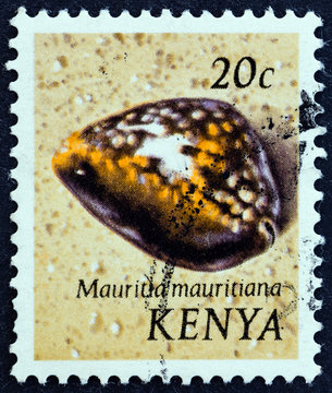 Humpback cowry, Mauritia mauritiana (Kenya 1971)