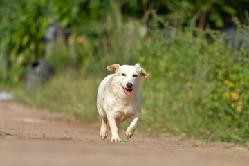 The dog running or walking on road
