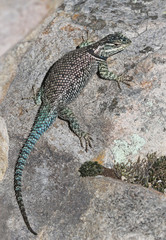 A Yarrow's Spiny Lizard (Sceloporus jarrovii), shot in Madera Canyon, in the Santa Rita Mountains, located in Arizona, United States.
