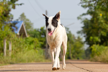 The dog running or walking on road