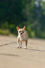 Chihuahua dog running or walking on road