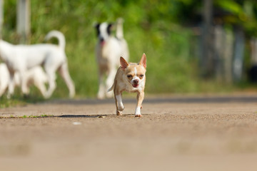 Chihuahua dog running or walking on road