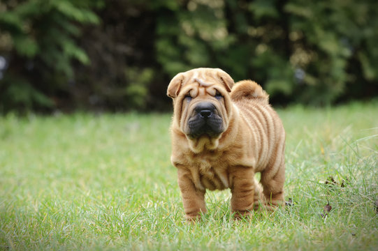 Chinese Shar pei puppy portrait