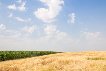 Fototapeta na wymiar Wheat field by summer day
