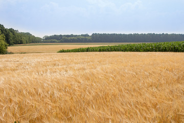 Wheat field by summer day