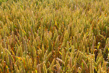 Wheat field close-up