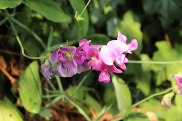 Breitblättrige Platterbse, Lathyrus latifolius