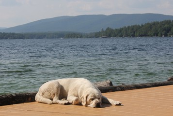 Dock Nap