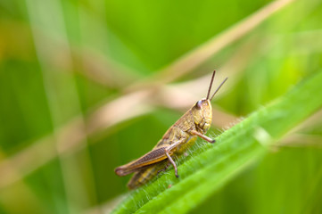 grasshopper on leaf
