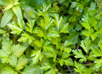 growing parsley