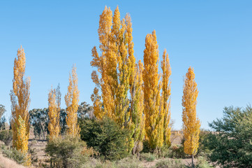 Autumn poplar grove scene in the Free State