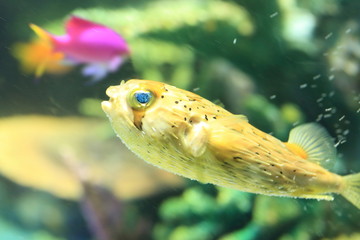 Porcupinefish ( Diodon holocanthus) in Japan