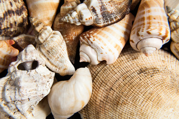 shells