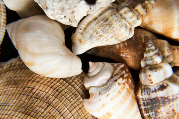 shells