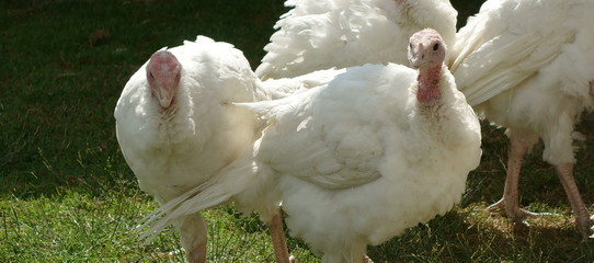 turkey hen