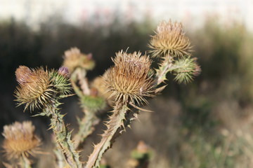 Dry burdockю Close-up dry burdock bush, selective focus.