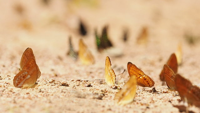 Butterflies are eat mineral on the ground, Select focus.