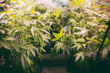 Obraz premium Marijuana Grow Op. Marijuana plants growing under artificial lights in a grow op.