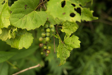 Wild Green Grapes. River Bank Grape, Frost Grape or Vitis riparia Michx. A native American wild grape. Culver, Indiana.
