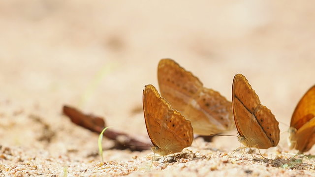 Nymphalida Cirrochroa tyche butterflies are eat mineral.