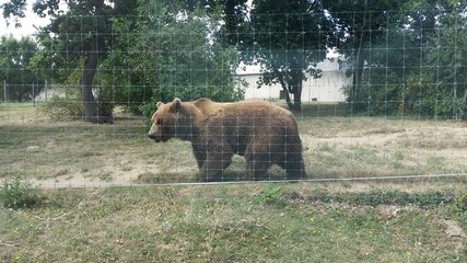 Ours au zoo