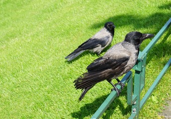 Rabenvögel