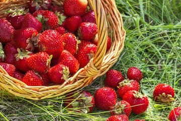 Overturned basket of strawberries close up
