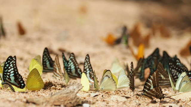 Butterflies are eat mineral on the ground, Select focus.
