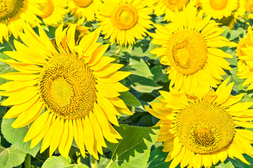 Flowers of sunflowers close up