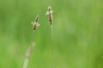 Summer grass