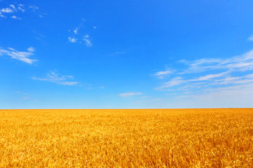 Farmer field of wheat against the blue sky.