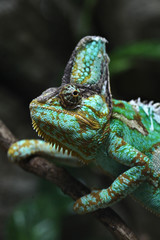 Veiled chameleon (Chamaeleo calyptratus).