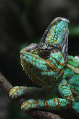 Veiled chameleon (Chamaeleo calyptratus).