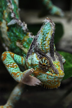 Veiled chameleon (Chamaeleo calyptratus).