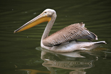 Grey pelican (Pelecanus philippensis).